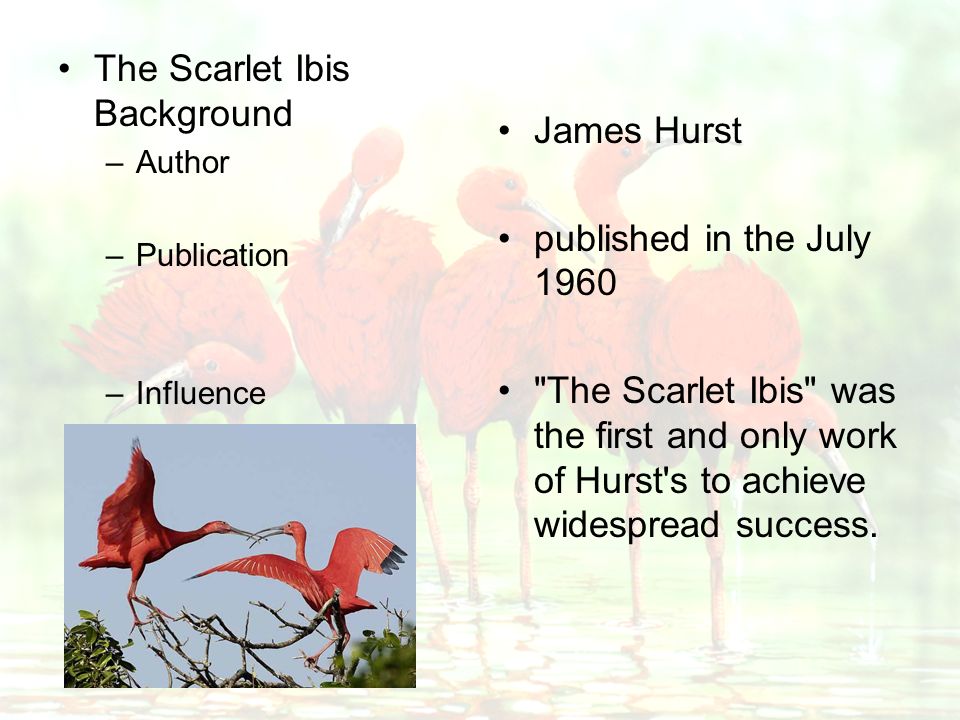 The Scarlet Ibis - The Negative Effects of Pride Essay | Essay
